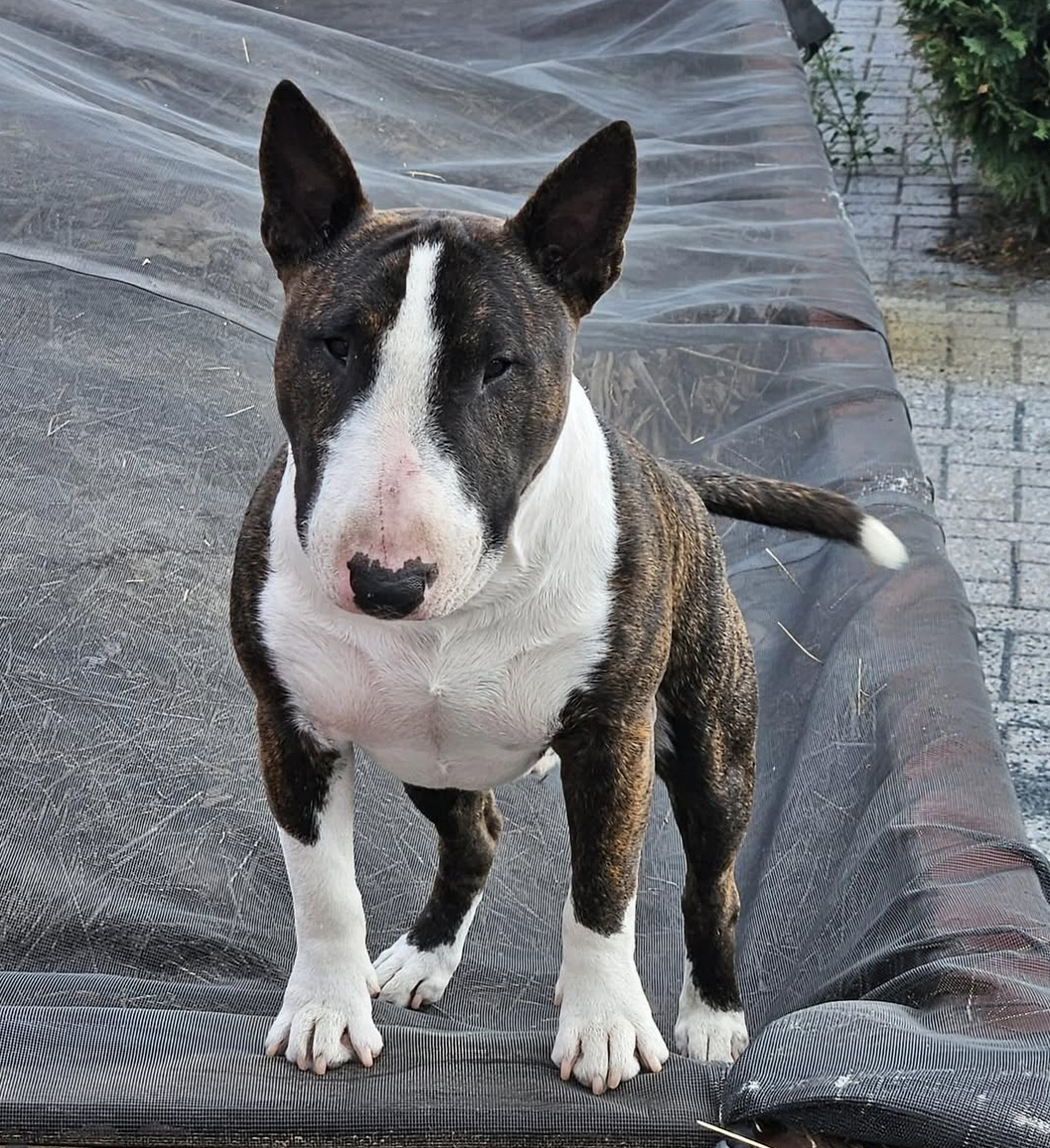 HLF Miniature Bull Terrier