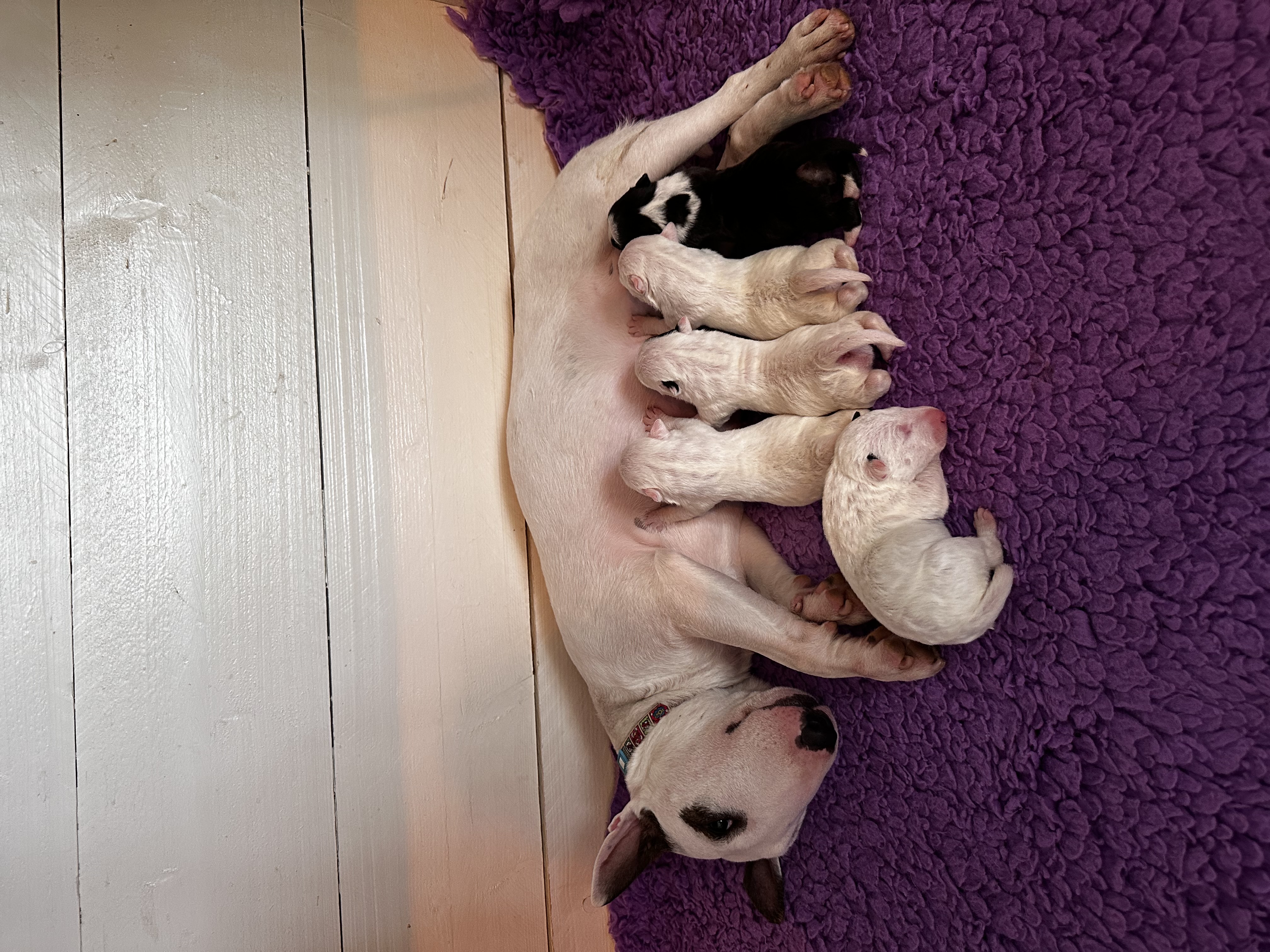 Puppies Dick & Appie