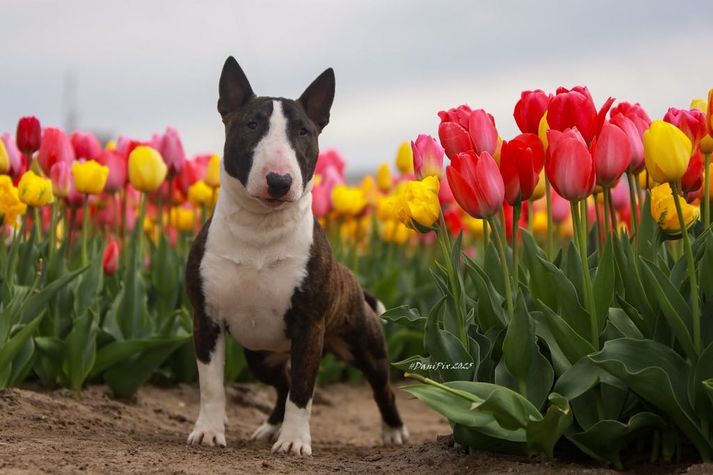 Miniatuur Bullterrier van Happy Little Fellows uit Hillegom